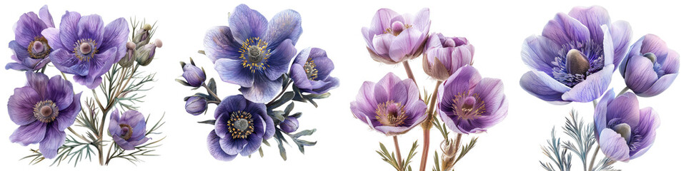 Pasque Flower Flowers  Hyperrealistic Highly Detailed Isolated On Transparent Background Png File