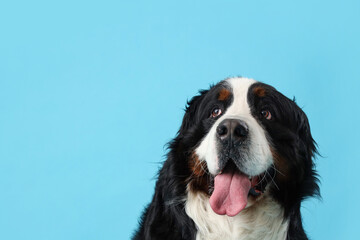 Cute fluffy dog on blue background