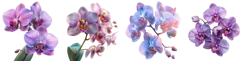 Orchids Flowers Hyperrealistic Highly Detailed Isolated On Transparent Background Png File