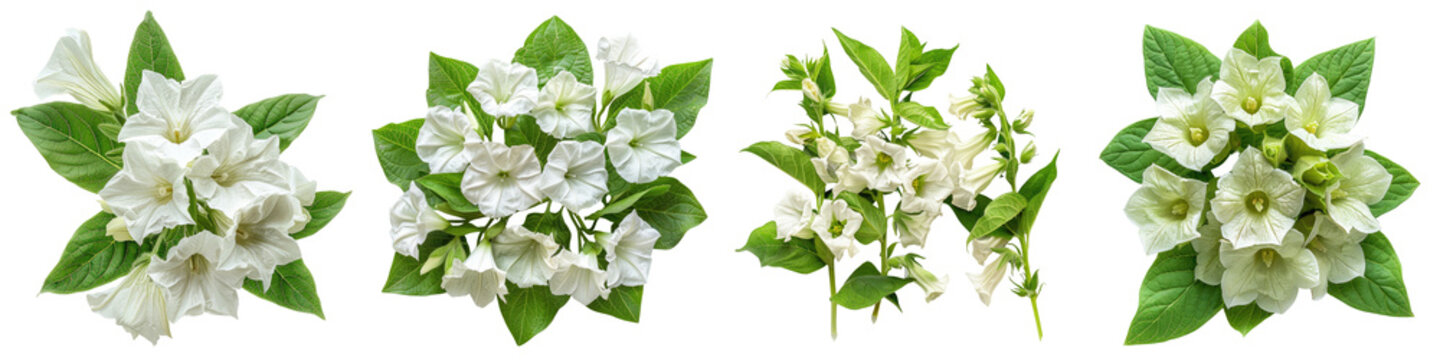 Nicotiana (Flowering Tobacco) Flowers Top View  Hyperrealistic Highly Detailed Isolated On Transparent Background Png File