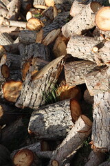 SIERRA DE LAS NIEVES. ANDALUCIA. ESPAÑA.