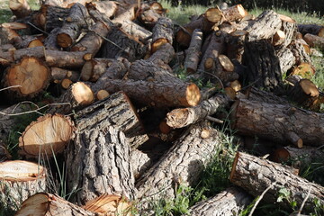 SIERRA DE LAS NIEVES. ANDALUCIA. ESPAÑA.