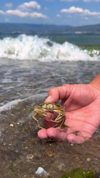 Crab on the Marmara Sea beach in Turkey. A man holds a crab in his hand against the background of the waves. A small crab on the sand. Gemlik, 2022. A tropical beach. 4K
