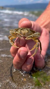 Crab on the Marmara Sea beach in Turkey. A man holds a crab in his hand against the background of the waves. A small crab on the sand. Gemlik, 2022. A tropical beach. 4K