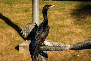 Rio de Janeiro, RJ, Brazil, 04/28/2024 - Neotropic cormorant, bigua, Nannopterum brasilianum, perchend on a statue at Nossa Senhora da Paz Square, Ipanema, Rio de Janeiro