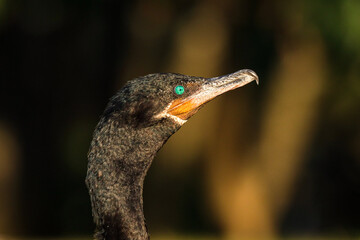 Rio de Janeiro, RJ, Brazil, 04/28/2024 - Neotropic cormorant, bigua, Nannopterum brasilianum,...