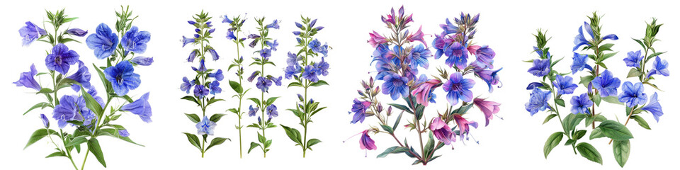 Lobelia Flowers Hyperrealistic Highly Detailed Isolated On Transparent Background Png File