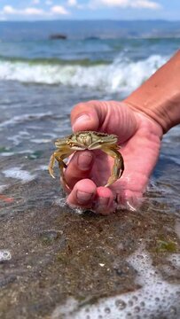 Crab on the Marmara Sea beach in Turkey. A man holds a crab in his hand against the background of the waves. A small crab on the sand. Gemlik, 2022. A tropical beach. 4K