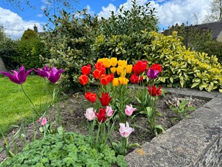 In a corner of a country garden in Sutton-in-Craven, Yorkshire, UK, vibrant tulips in hues of red, yellow, pink, and purple provide a splash of color, in this pretty village