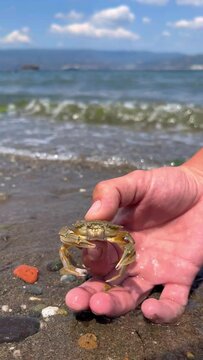 Crab on the Marmara Sea beach in Turkey. A man holds a crab in his hand against the background of the waves. A small crab on the sand. Gemlik, 2022. A tropical beach. 4K