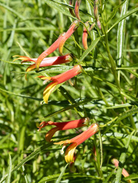 Lobelia laxiflora is a species of flowering plant in the family Campanulaceae  also known as. Mexican lobelia, Mexican cardinalflower, and drooping lobelia It is native to the Americas