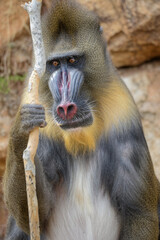 Portrait of Mandrill monkey holding and looking at a stick