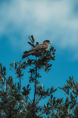 bird in the sky