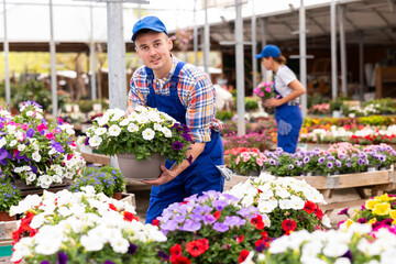 Man worker is holding large pot with composition of contrasting white and purple ampel petunias Surfinia. Ready-made solution for decorating house territory, flower pot with fragrant flowers for