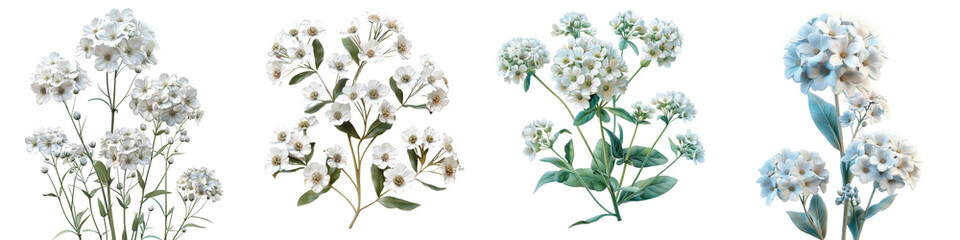 Candytuft Flowers Hyperrealistic Highly Detailed Isolated On Transparent Background Png File