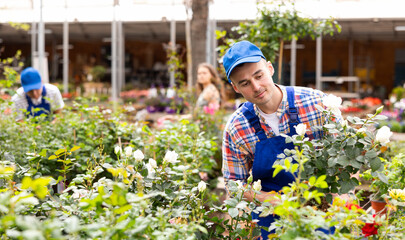 Sales consultant man inspects rose bushes, gets acquainted with new positions in assortment of garden center. Male employee checks flowering plants, examines goods