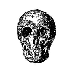 Skull Bitmap