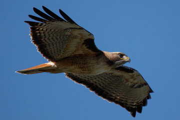 An image of a red-tailed hawk flying with its wings extended.