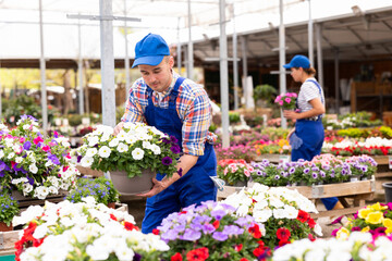 Enthusiastic gardener in plaid shirt and blue overalls setting up attractive display of petunia...