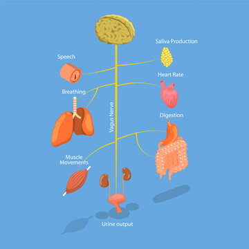 3D Isometric Flat Vector Illustration of Vagus Nerve, Medical Diagram