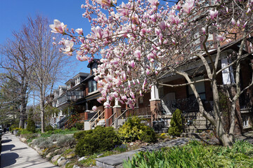 Residential street in springtime with magnolia blossoms