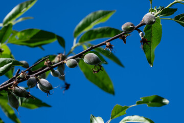 日本の鳥取県倉吉市の美しい桜