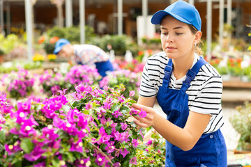 Skilled enthusiastic young female employee of garden center in striped t-shirt and blue dungarees...