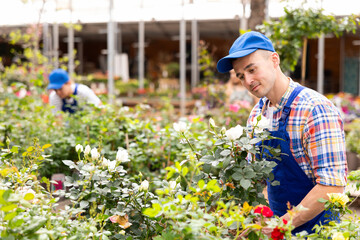 Focused interested garden store worker preparing potted plants for sale at flower display stands, carefully inspecting buds and leaves of blooming white rose bush