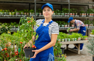 Smiling young female garden center employee in blue overalls presenting healthy potted tomato plant...