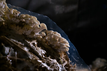 Dramatic Photo Of Golden Oyster Mushrooms