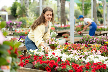 In flower shop, girl chooses flowering petunia atkinsiana plant for outdoor garden decor. Buyer...