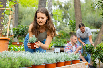 Interested young girl choosing potted silver Helichrysum tianschanicum plant with distinctive...