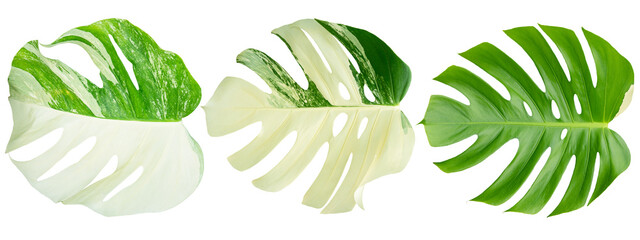 Leaves on white background, leaf Isolate with clipping path. Philodendron bilitea variegated leaf...