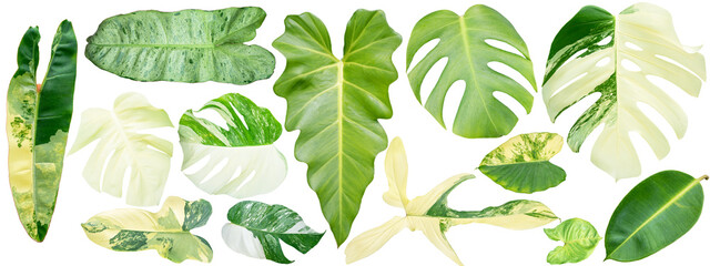 Leaves on white background, leaf Isolate with clipping path. Philodendron bilitea variegated leaf...