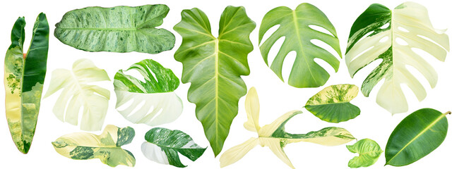 Leaves on white background, leaf Isolate with clipping path. Philodendron bilitea variegated leaf plant Garden in Green house barden, air purify with Monstera,philodendron selloum © Yellow Boat