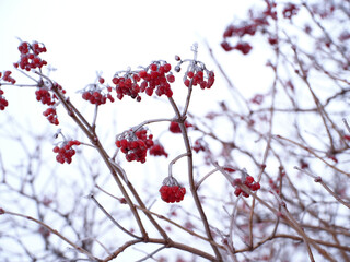 Red Twig Dogwood Frost