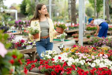 In flower shop, girl chooses flowering petunia atkinsiana plant for outdoor garden decor. Buyer curiously examines flowers, to get acquainted with assortment of trading platform.