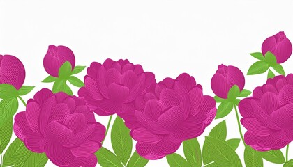 magenta peony flowers with green leaves isolated over white background; a place for your text