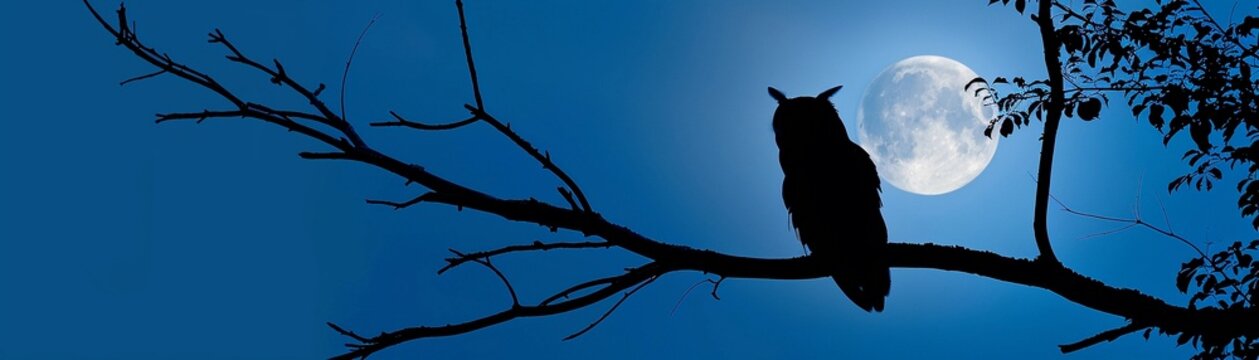 Hooting Owl, A silhouette of an owl perched on a branch, hooting softly in the moonlight