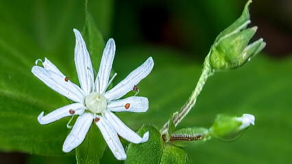 Star Chickweed