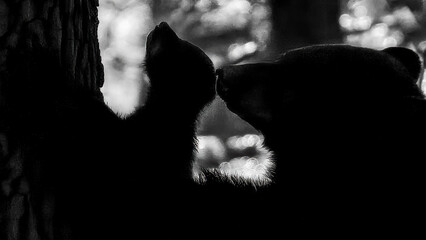 Silhouette like picture of mother black bear and young cub