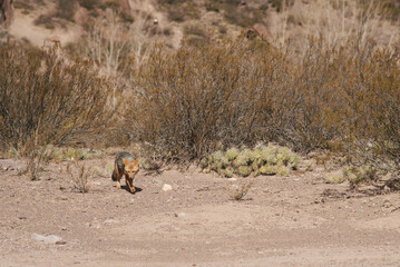 Culpeo, Lycalopex culpaeus, also known as red fox, Andean fox or Paramo wolf, a species of South American fox, prowling in the Potrerillos area of Mendoza, Argentina.