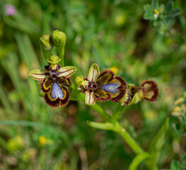 Bee orchid: Ophrys speculum