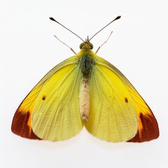 Naklejka premium apricot sulphur butterfly, seen from behind and isolated against white