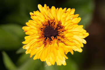 close up of yellow flower