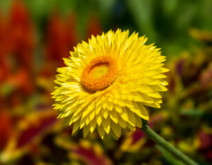 The golden everlasting or strawflower.