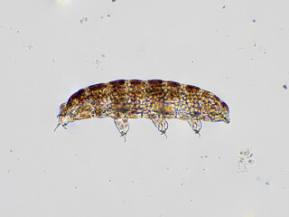 STK water bear, Phylum tardigrada, side view, cECP 2024