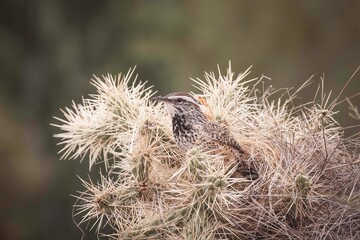 cactus Wren with thorns