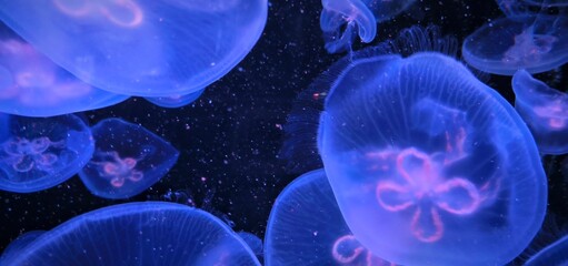 Close-up of jellyfish floating translucent blue light purple color background plankton banner