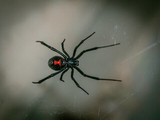 Black Widow Spider in web